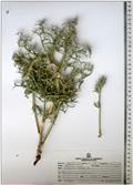 ارمشک،کوجنگ،کوه زنگ